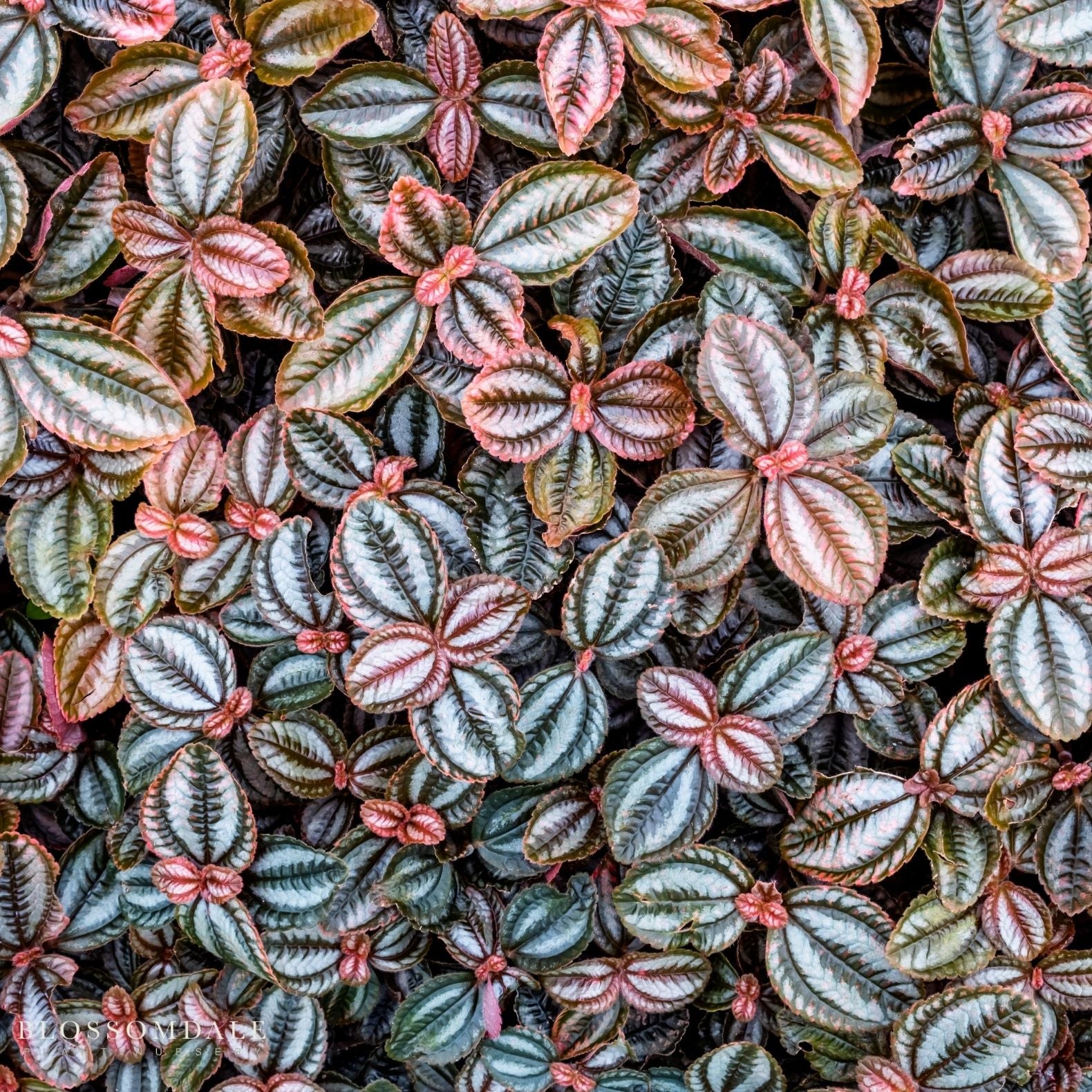 Friendship Plant 'Moon Valley Pilea'