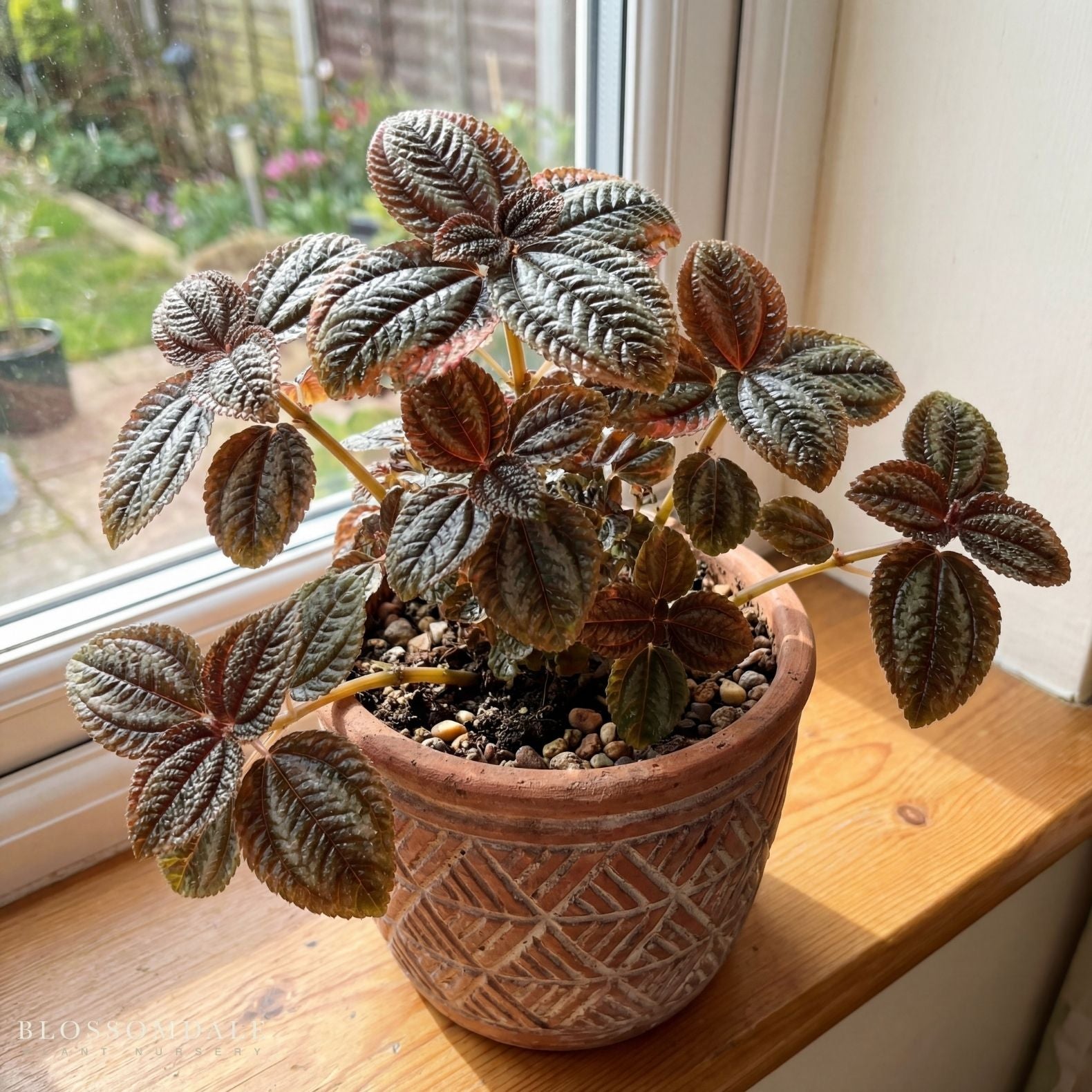 Friendship Plant 'Moon Valley Pilea'