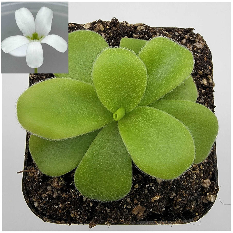 Pinguicula gigantea alba Rainbow Carnivorous Plants LLC