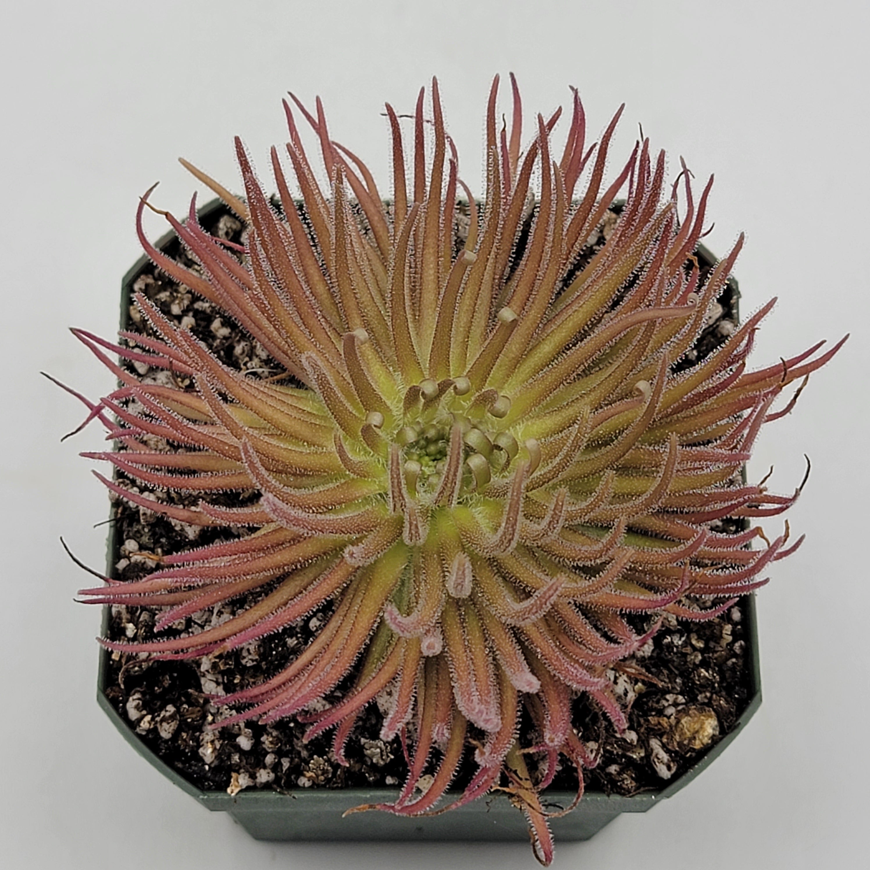 Pinguicula gypsicola {Buena Vista, San Luis Potosi, Mex} - drought