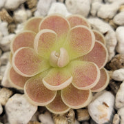 Pinguicula spec. "Minas des Asbestos" Rainbow Carnivorous Plants LLC