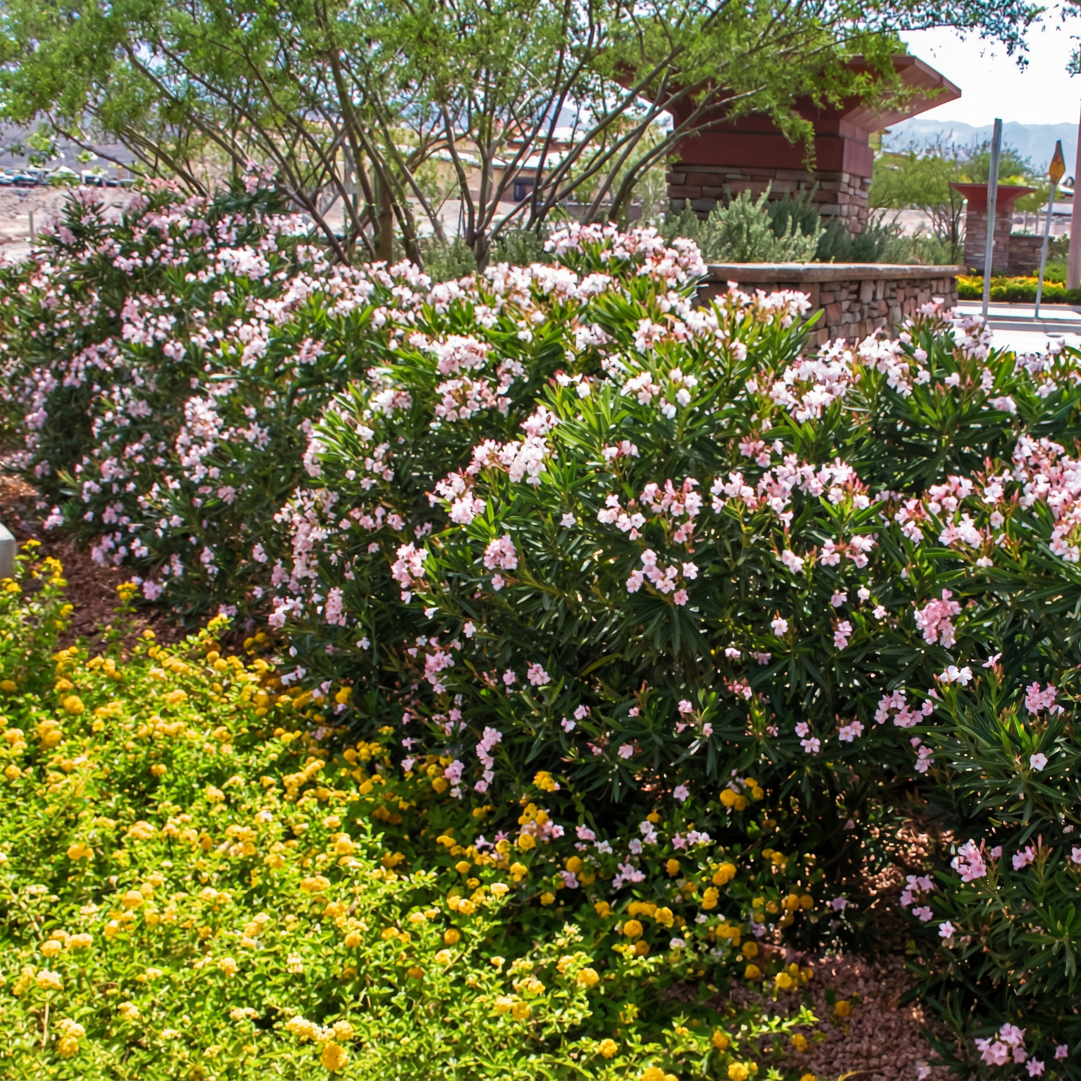 Dwarf Pink Ice Oleander