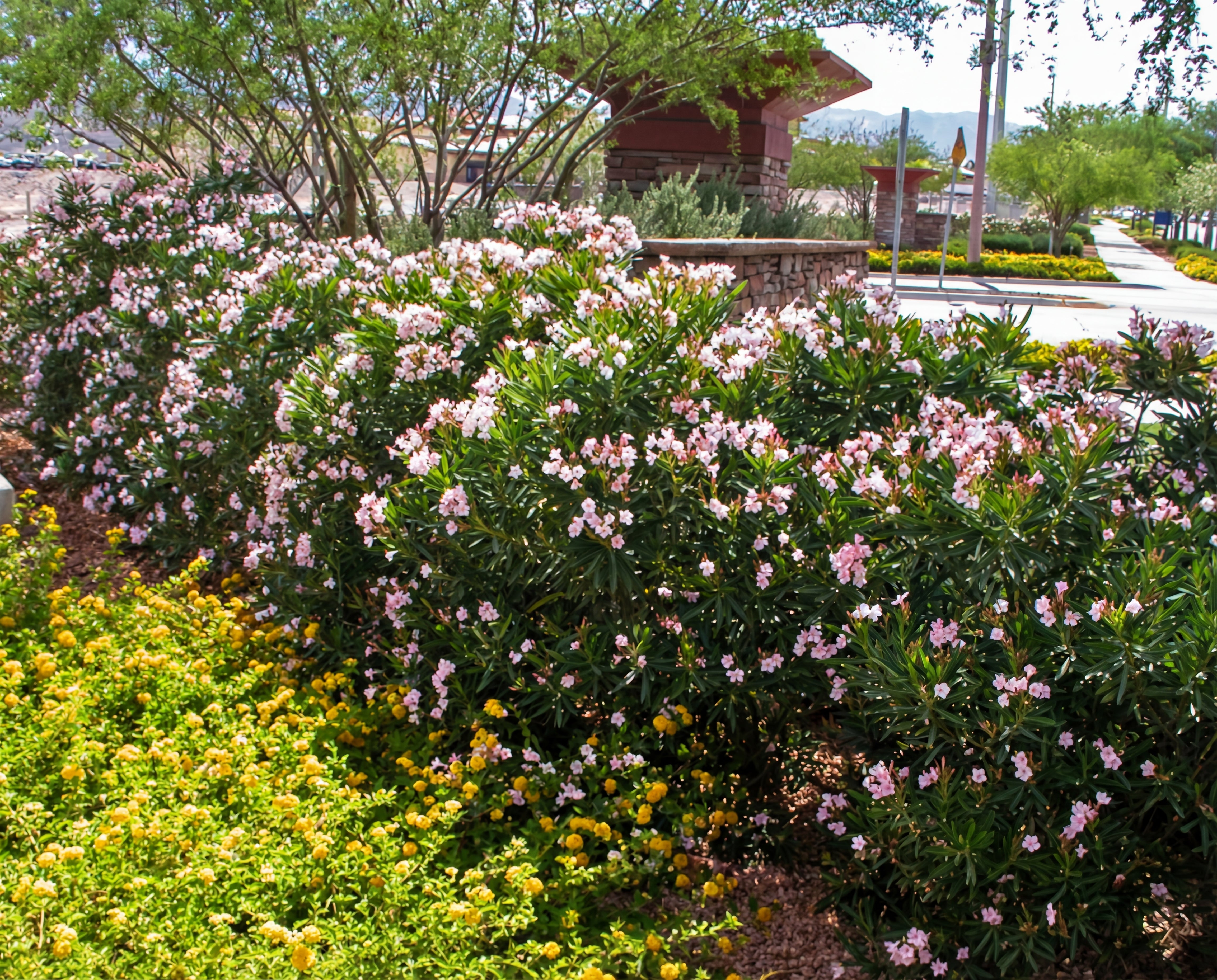 Dwarf Pink Ice Oleander