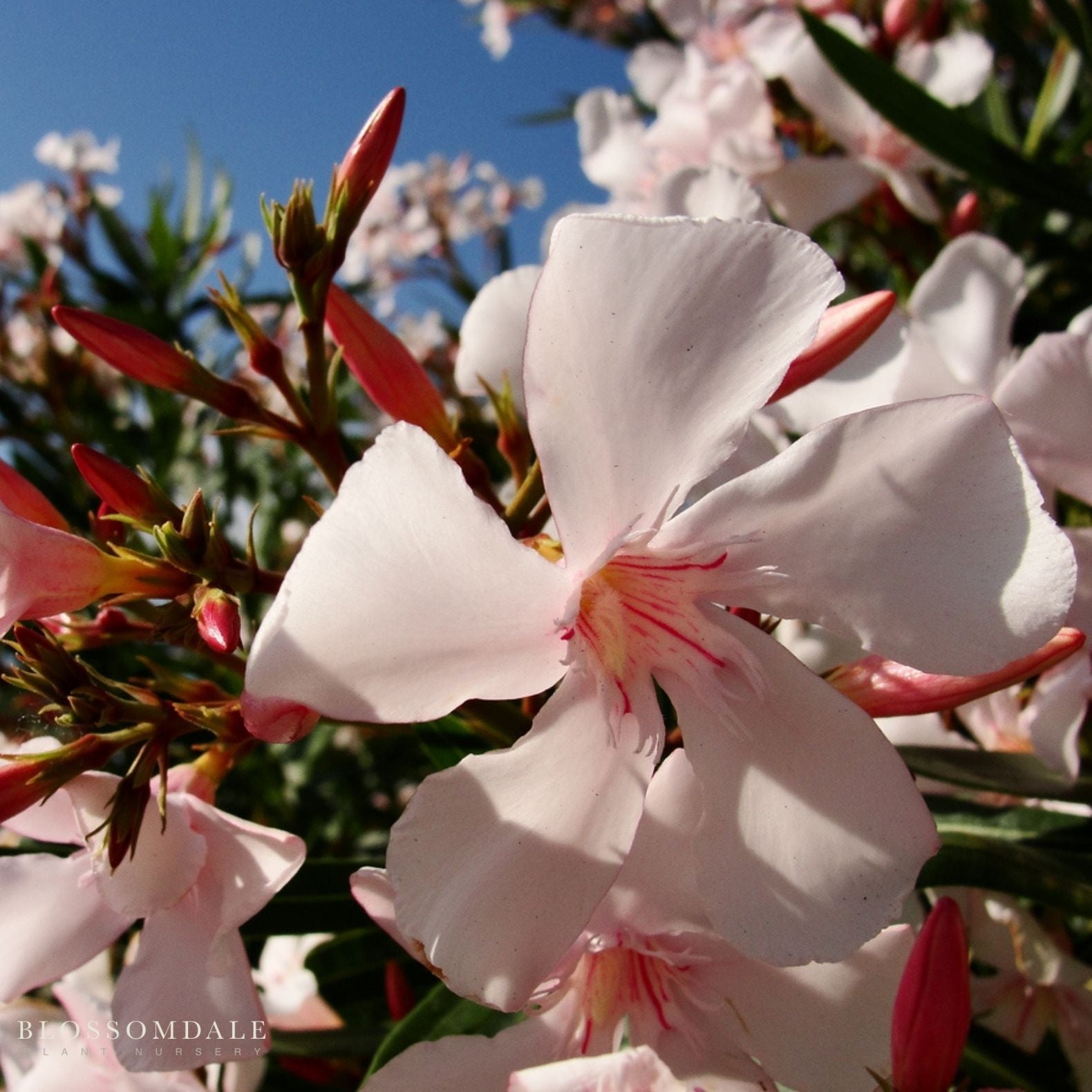 Dwarf Pink Ice Oleander