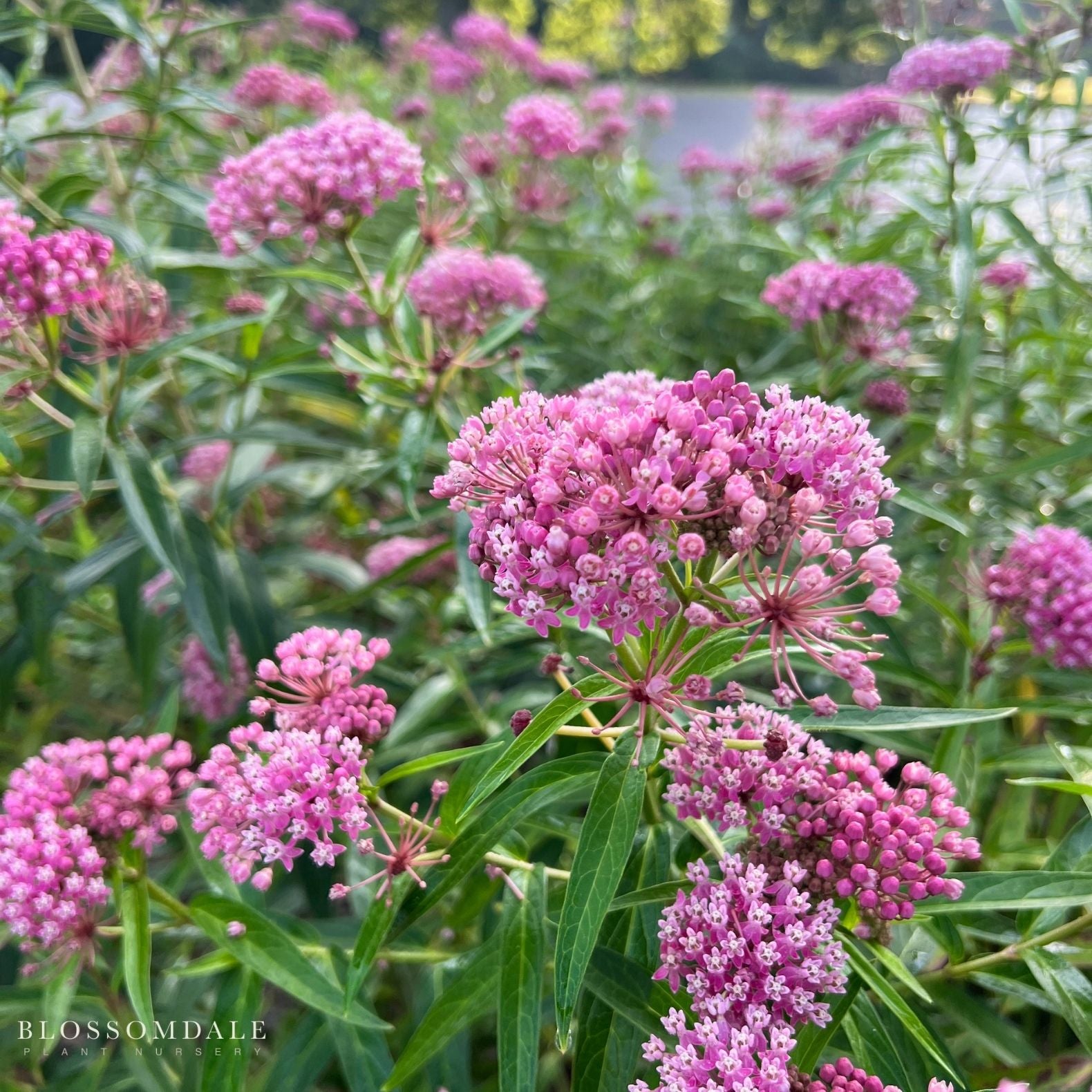 Pink Milkweed