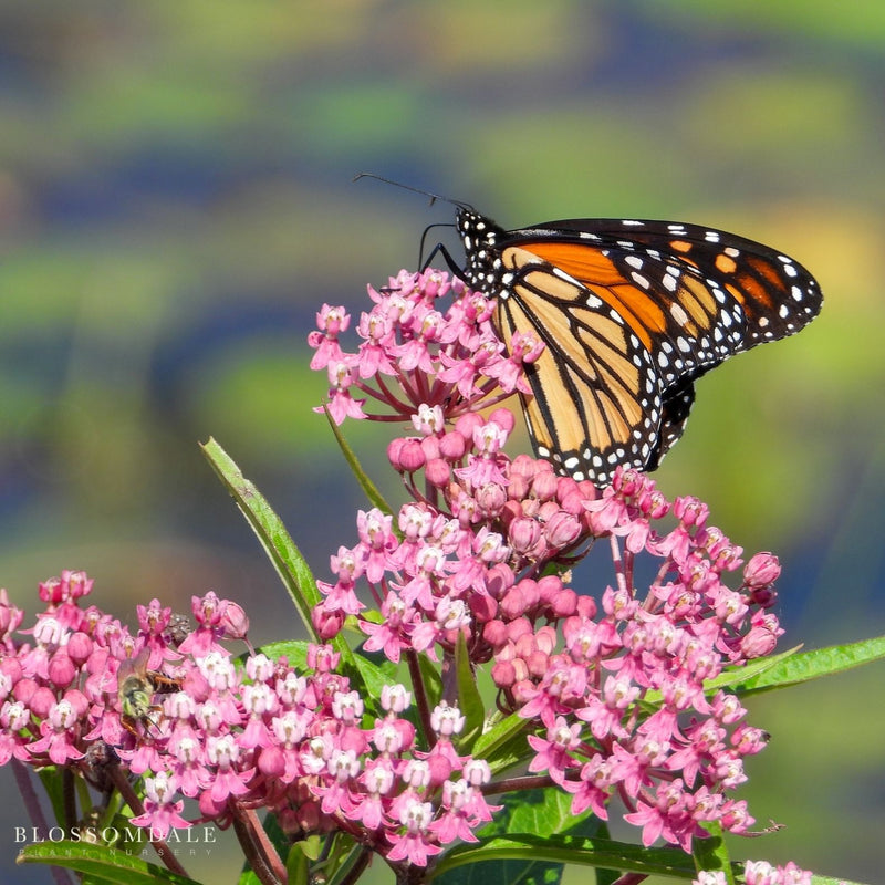 Pink Swamp Milkweed 'Asclepias incarnata'