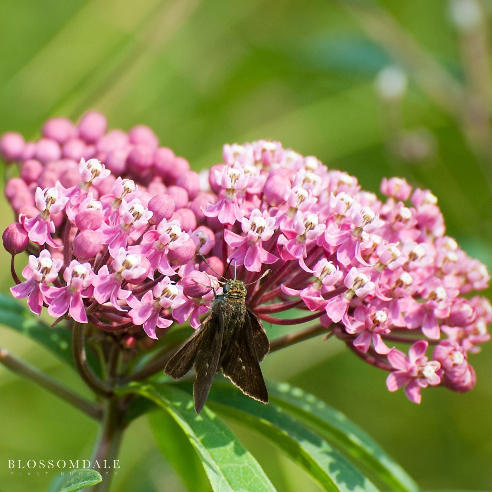 Pink Swamp Milkweed