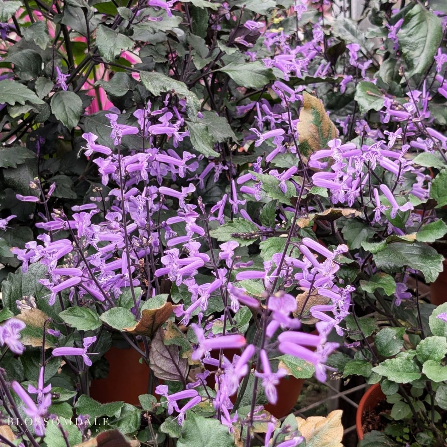 Swedish Ivy ‘Velvet Elvis’ Plectranthus perennial and annual plant featuring deep lavender-purple blooms and lush textured leaves, an easy-care ornamental plant perfect for tropical gardens and outdoor spaces.