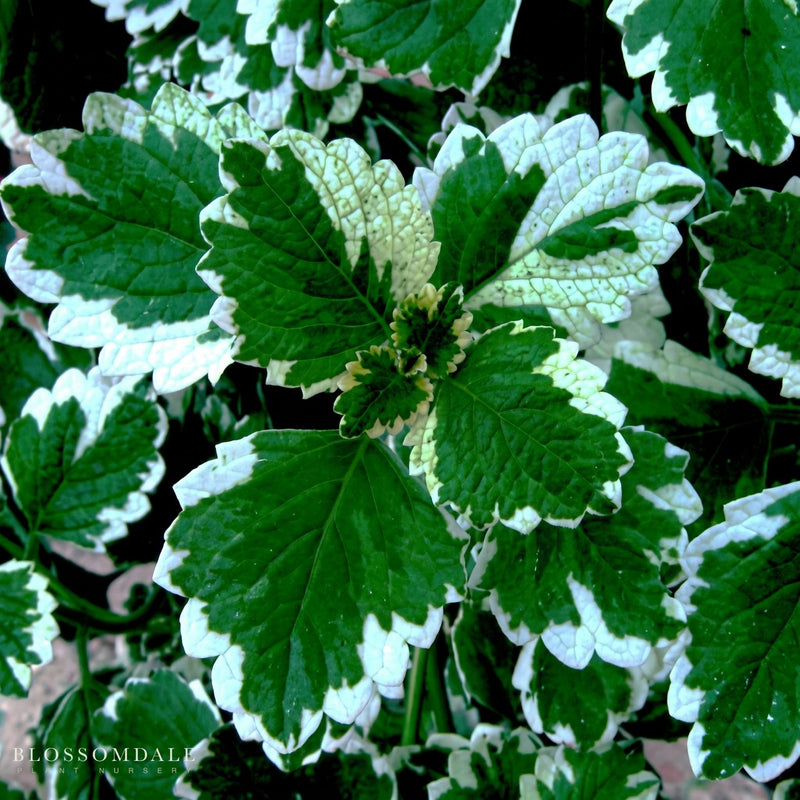 Plectranthus 'Swedish Ivy Mint'