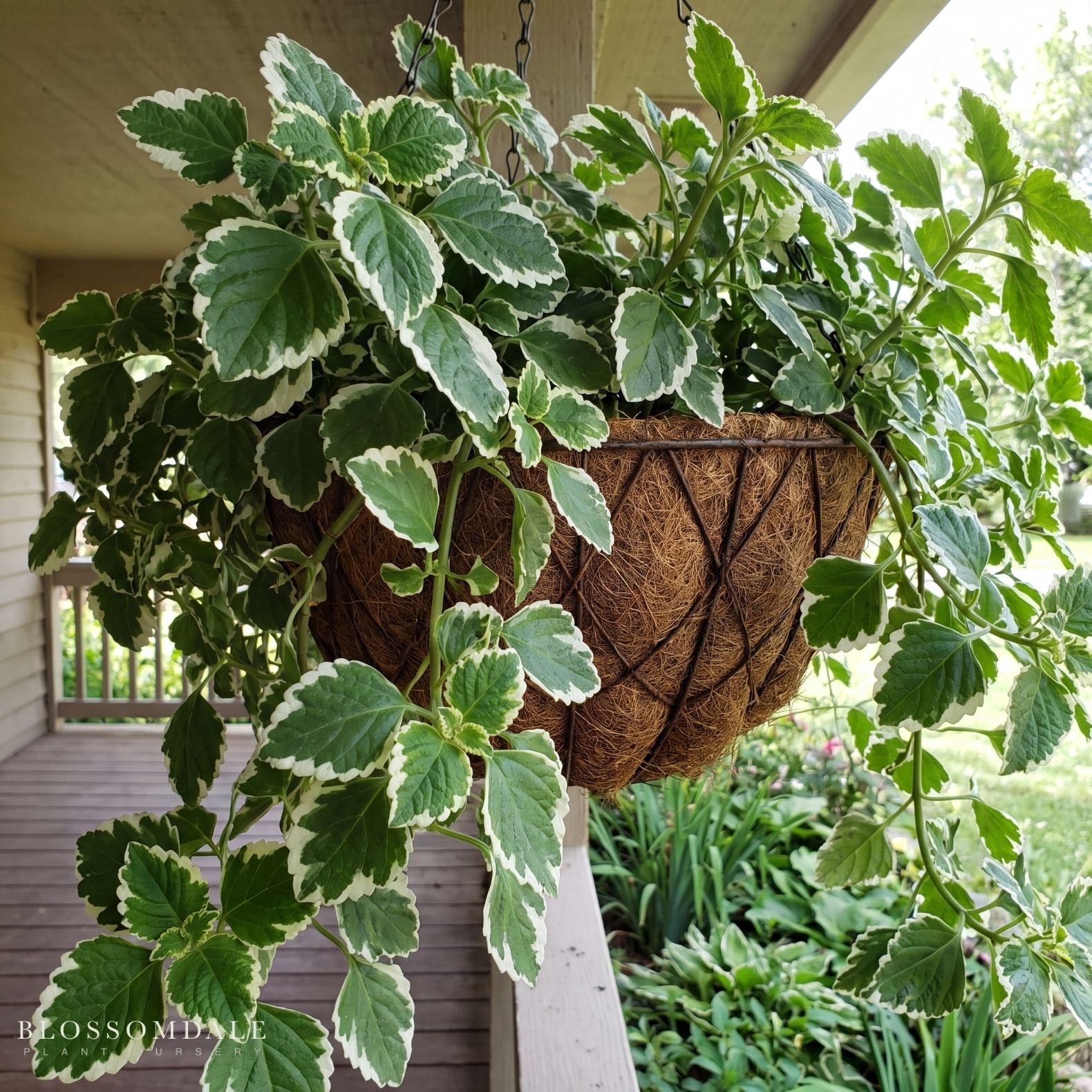 Plectranthus 'Swedish Ivy Mint'