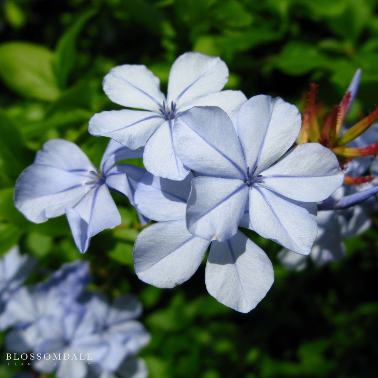 The Plumbago ‘Imperial Blue’ is a fast-growing tropical perennial shrub with bright green foliage and sky-blue flower clusters nearly year-round, perfect to brighten sunny garden spaces.