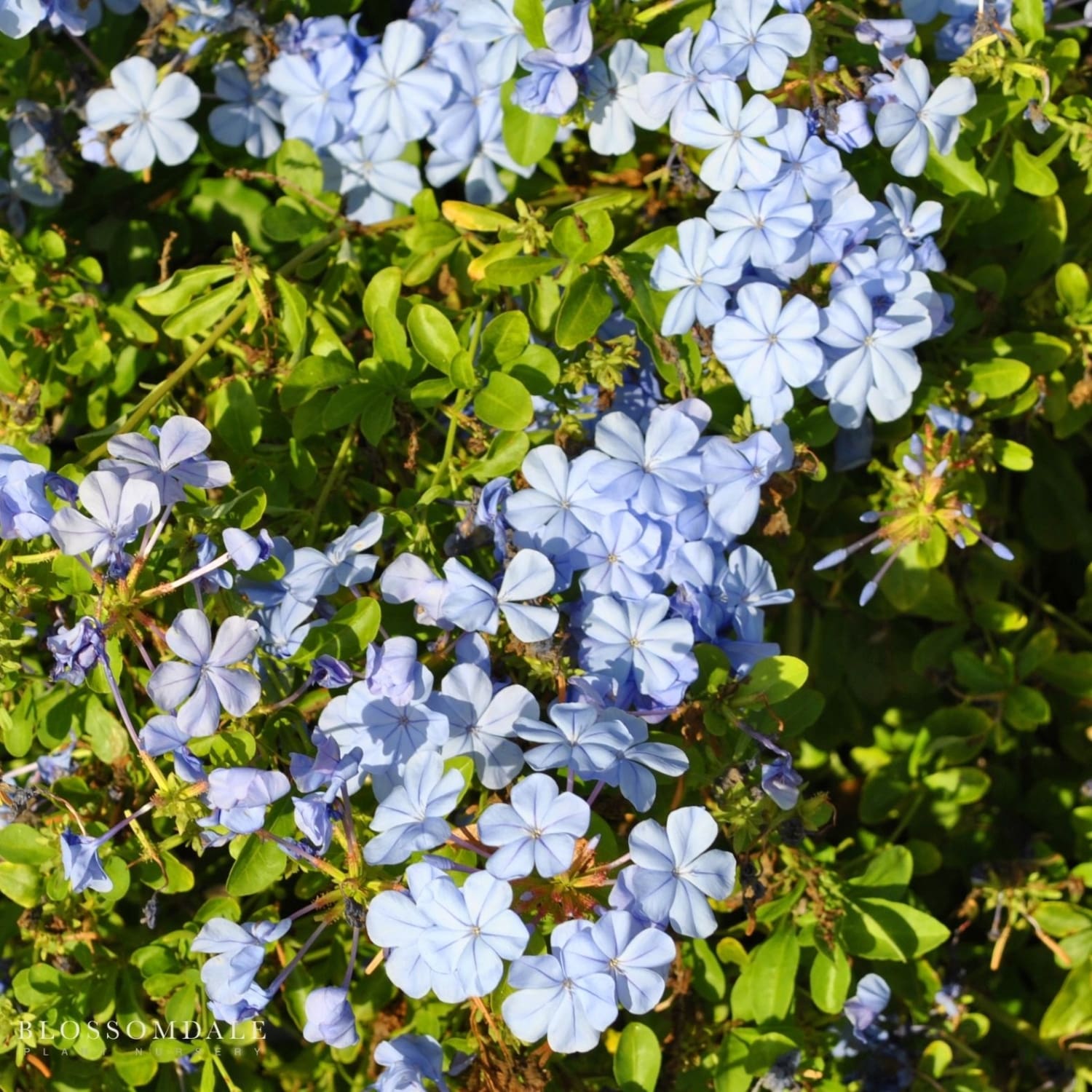 The Plumbago Imperial Blue Flowering Shrub features rich blue blooms and soft green leaves, an easy-care and low-maintenance evergreen perennial plant perfect for borders and landscapes.