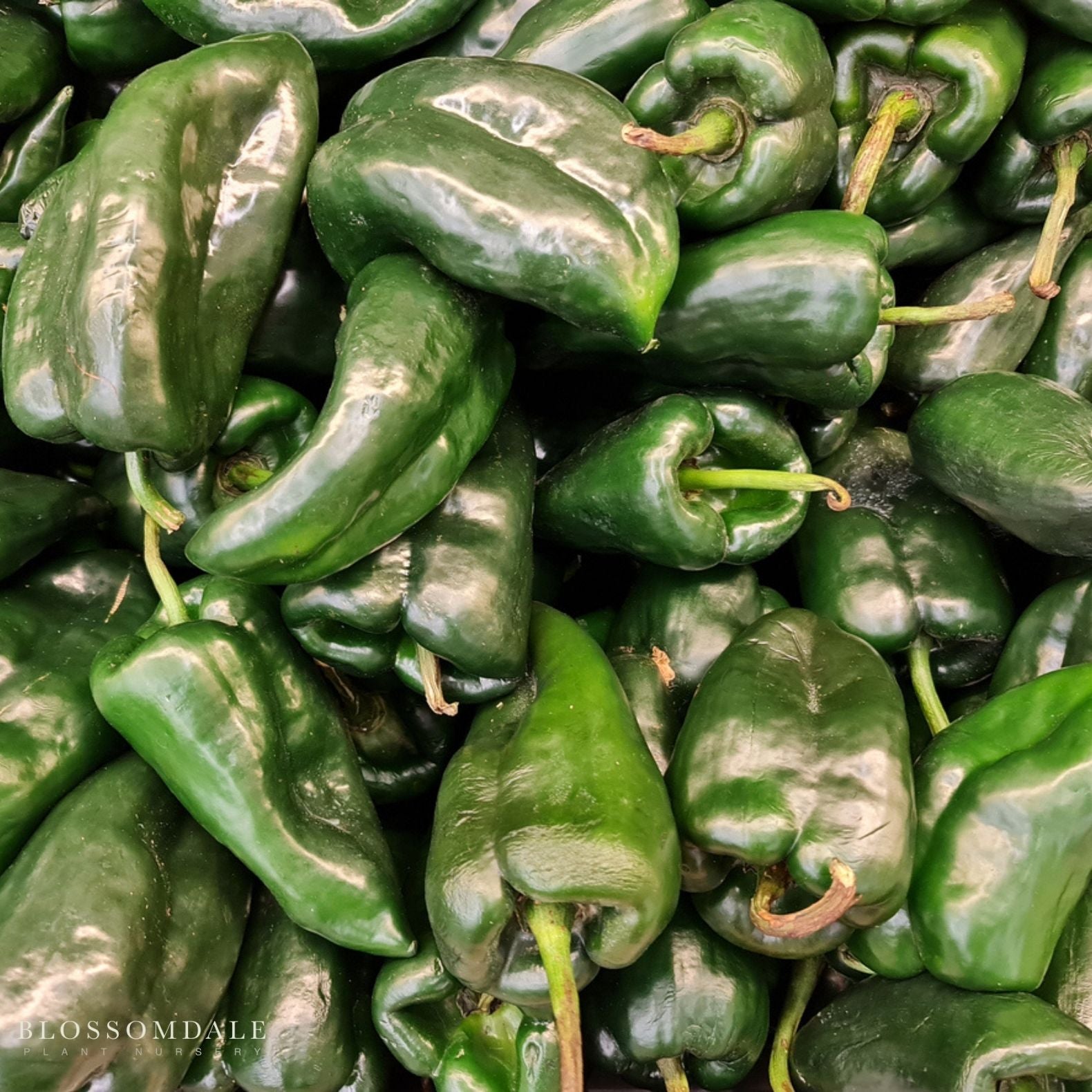 Poblano Pepper Seeds