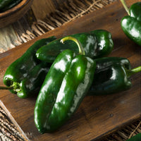 Poblano Pepper Seeds