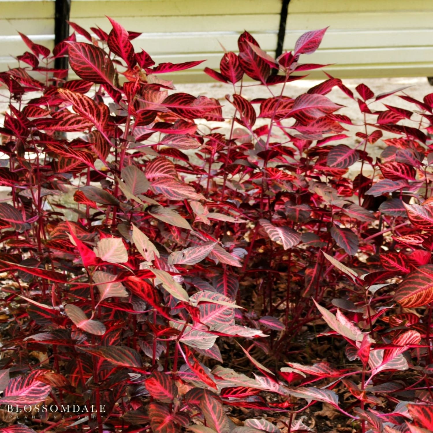 Healthy Hypoestes ‘Lotty Dotty Red’ plant, also known as red splash plant, features vivid red dots on lush green leaves, great for indoor gardening, home décor accents, and plant lovers.