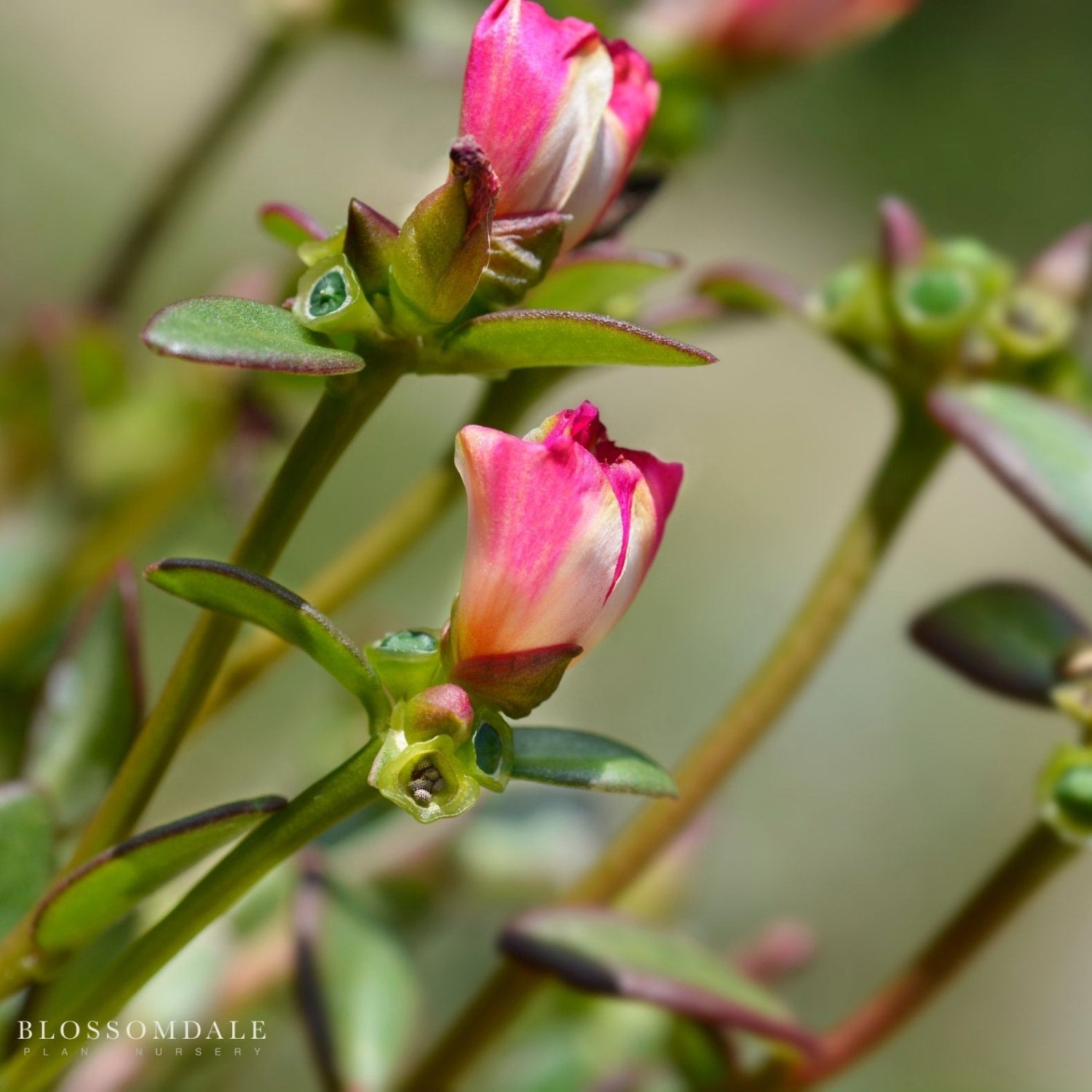 Heat-loving Moss Rose Portulaca 'Seaglass Watermelon Punch' spreads 12-18 inches, thriving in well-drained soil with full sun for nonstop summer pollinator-friendly flowers.