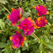 The Moss Rose Portulaca Seaglass Double Dragonfruit is a low-growing succulent ground cover known for its double-blooms in hot pink and orange, making it a standout choice for adding bold, long-lasting beauty to any garden or landscape.
