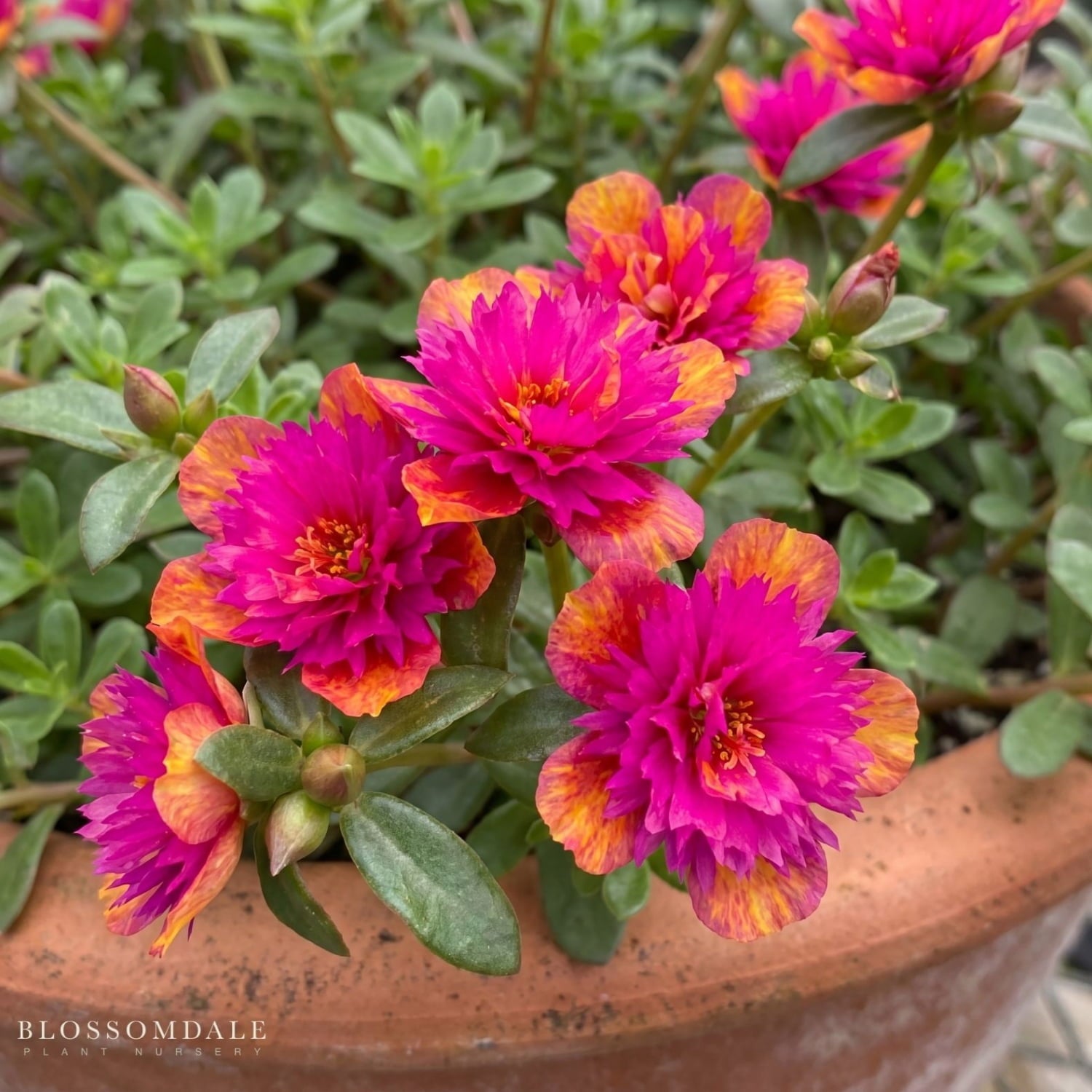 Portulaca Seaglass Double Dragonfruit or Ornamental Purslane features vibrant fuchsia-pink center petals surrounded by glowing yellow to orange outer petals, a drought-resistant herbaceous plant perfect for your garden or landscape.