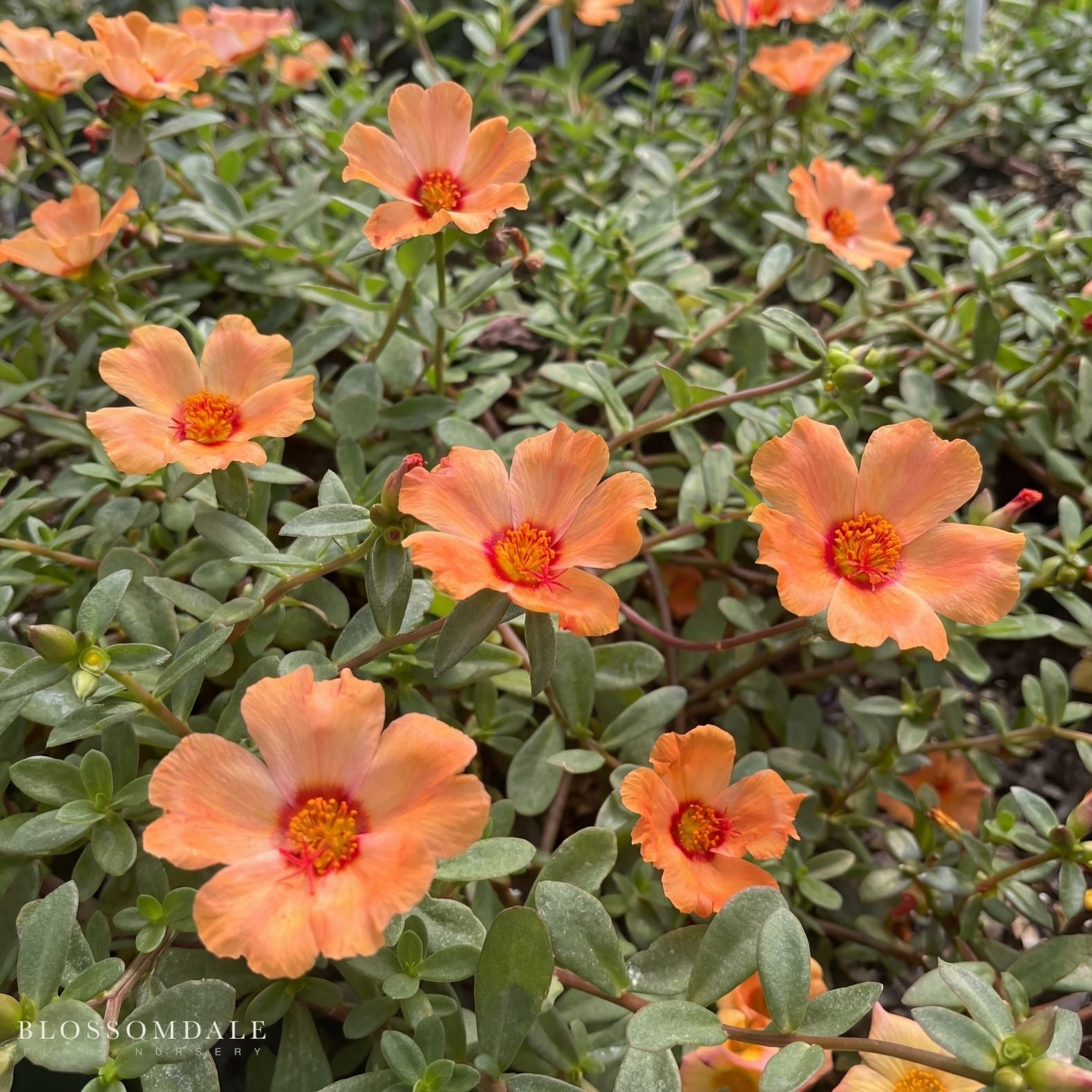 Purslane 'Jumbo Apricot'