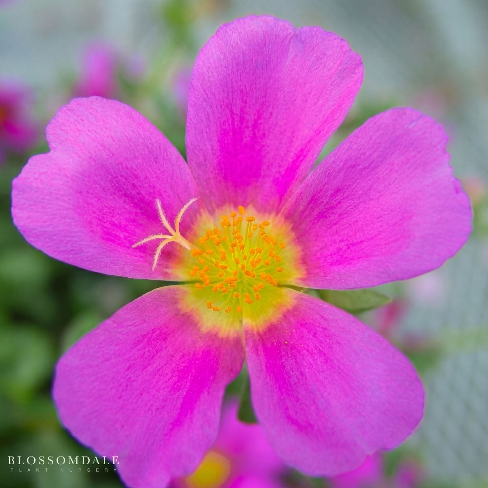 Purslane 'Jumbo Evening Wine'