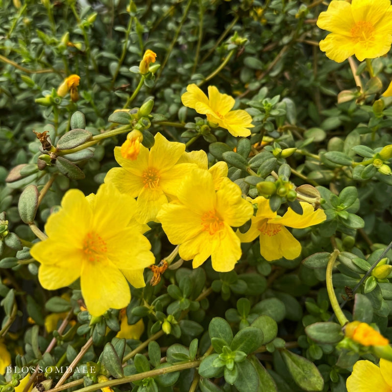 Portulaca 'Jumbo Yellow'