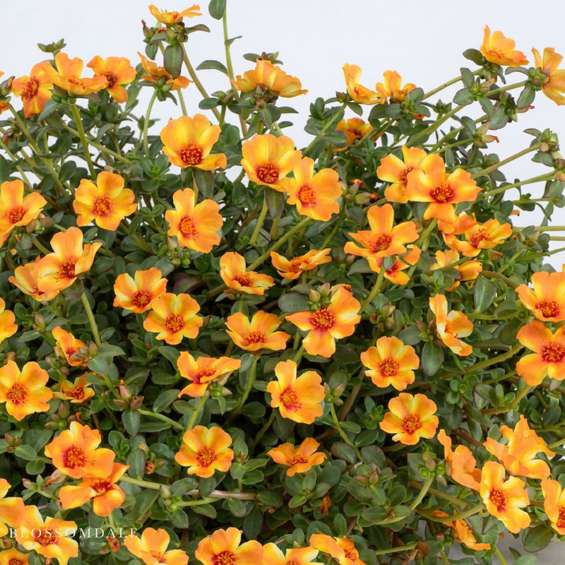 Portulaca 'Mega Pazzaz Mango Twist'