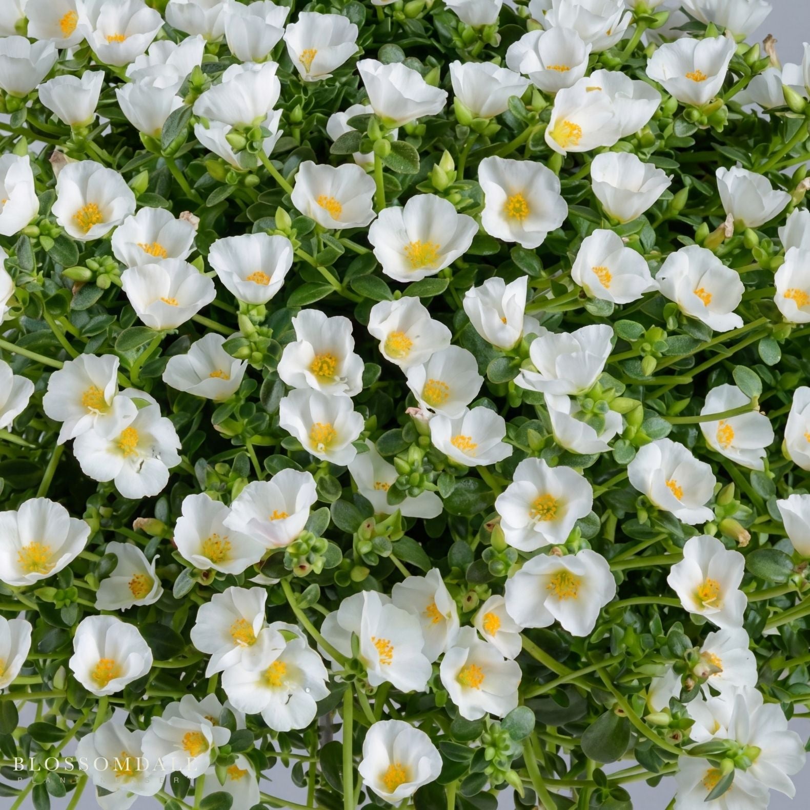 Purslane 'Pazzaz White'