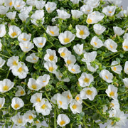 Purslane 'Pazzaz White'