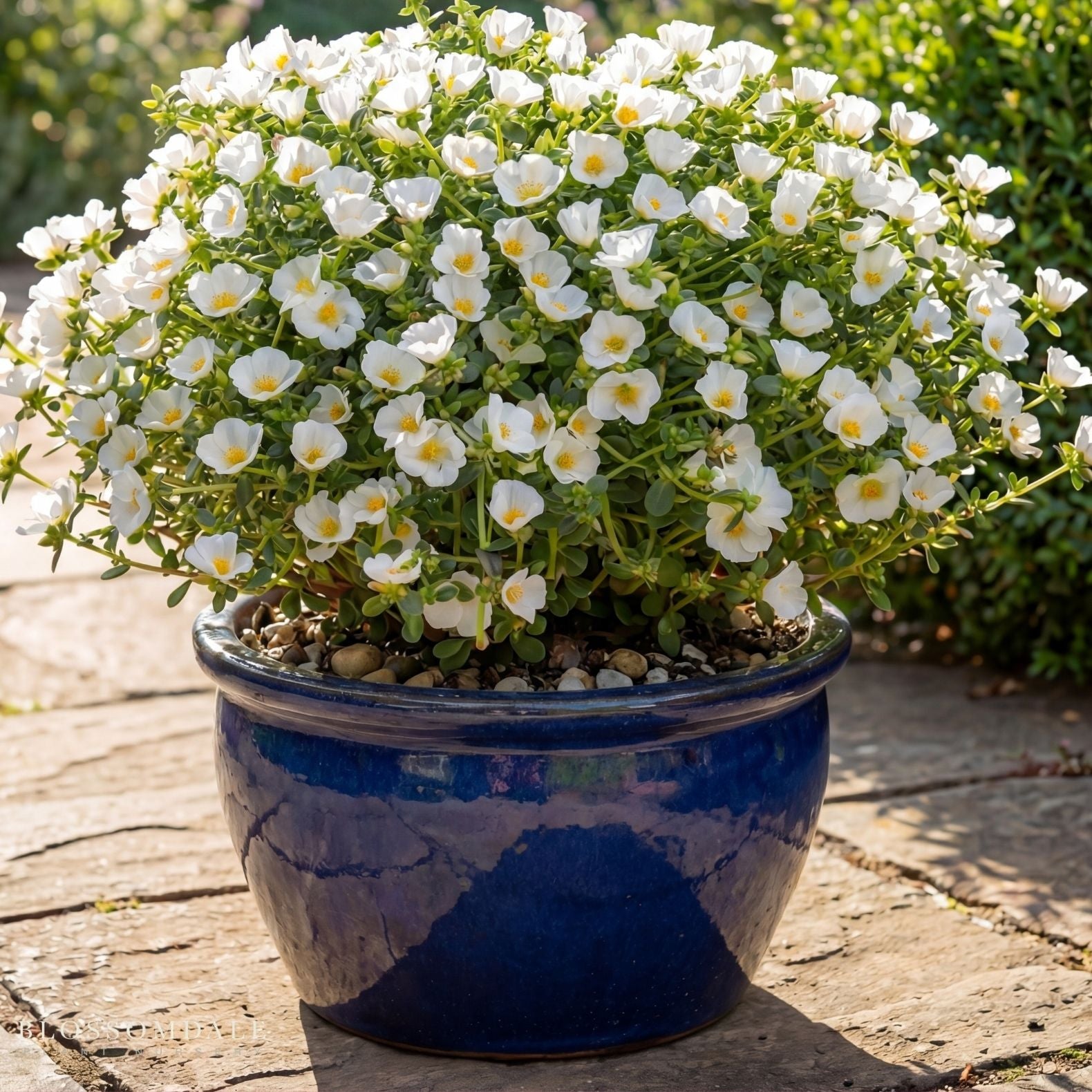Purslane 'Pazzaz White'