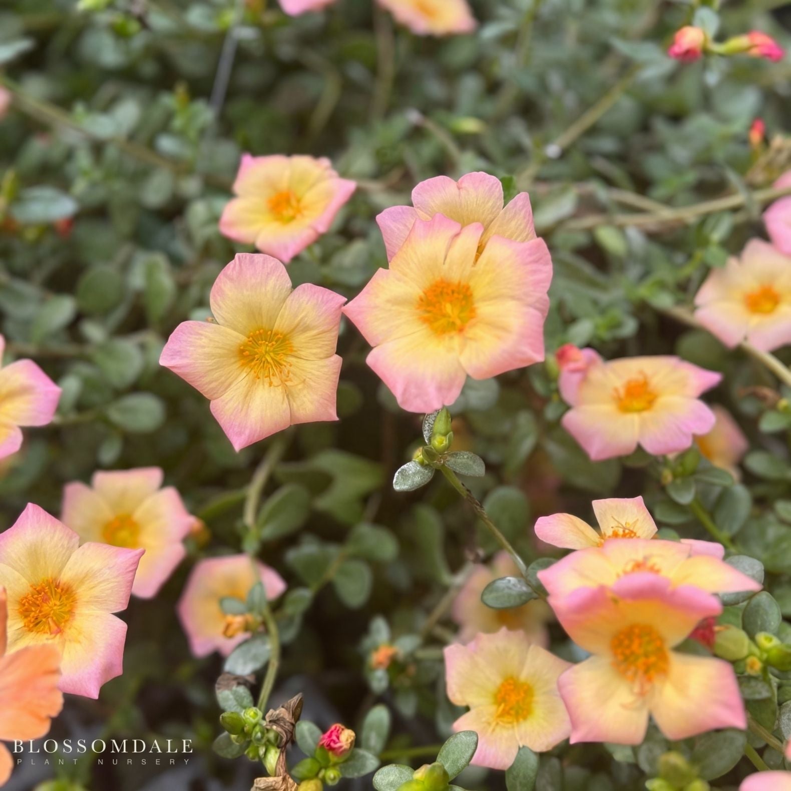 Purslane 'Jumbo Peachy Cream'