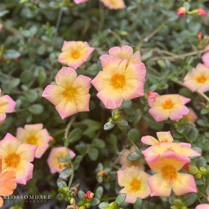Portulaca 'Jumbo Peachy Cream'