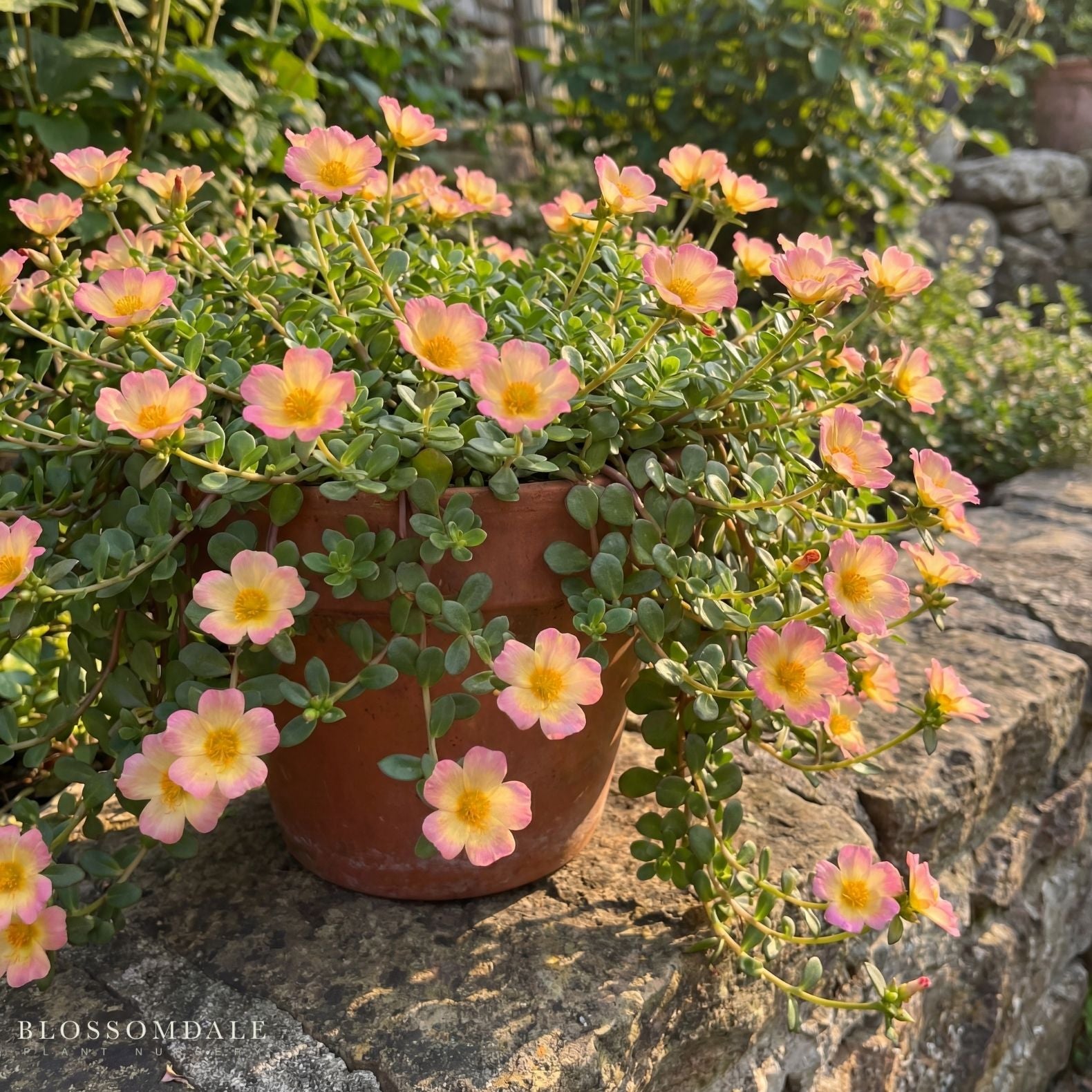 Purslane 'Jumbo Peachy Cream'