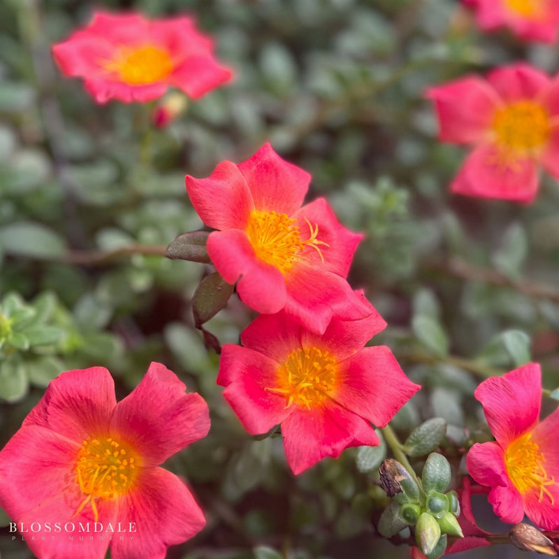 Portulaca 'Jumbo Scarlet'