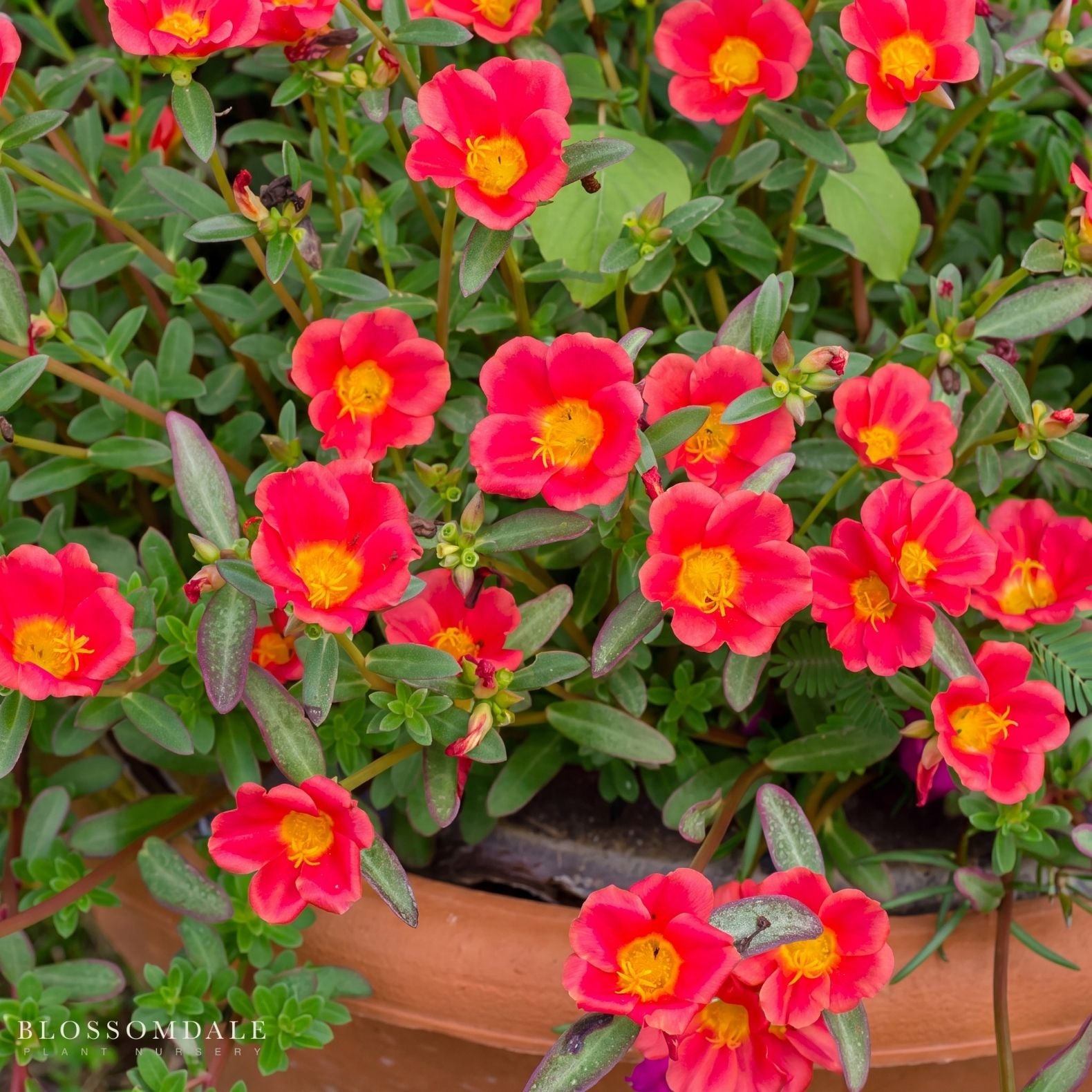 Portulaca 'Jumbo Scarlet'