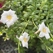 Portulaca 'Jumbo White'