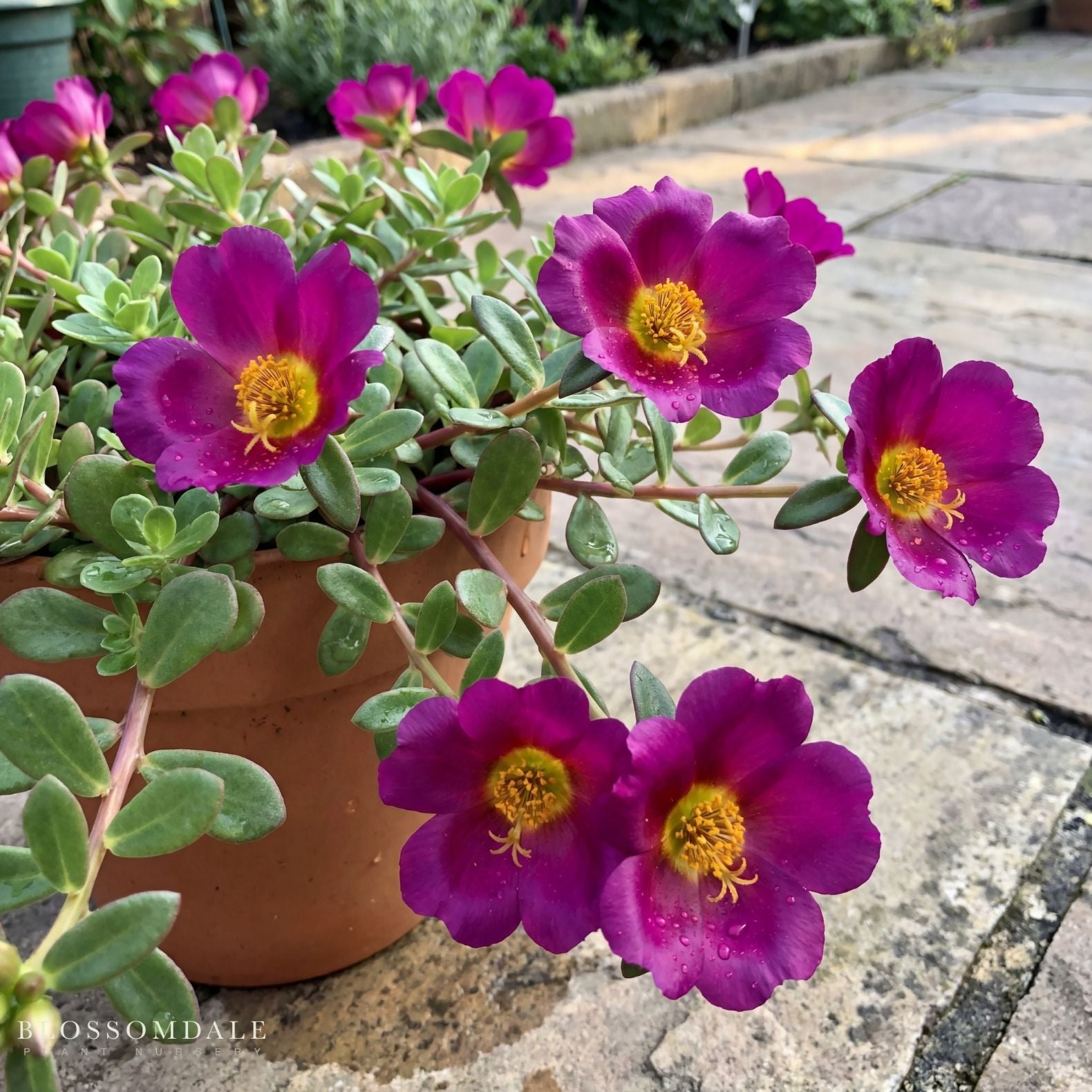 Purslane 'Jumbo Evening Wine'