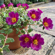 Purslane 'Jumbo Evening Wine'