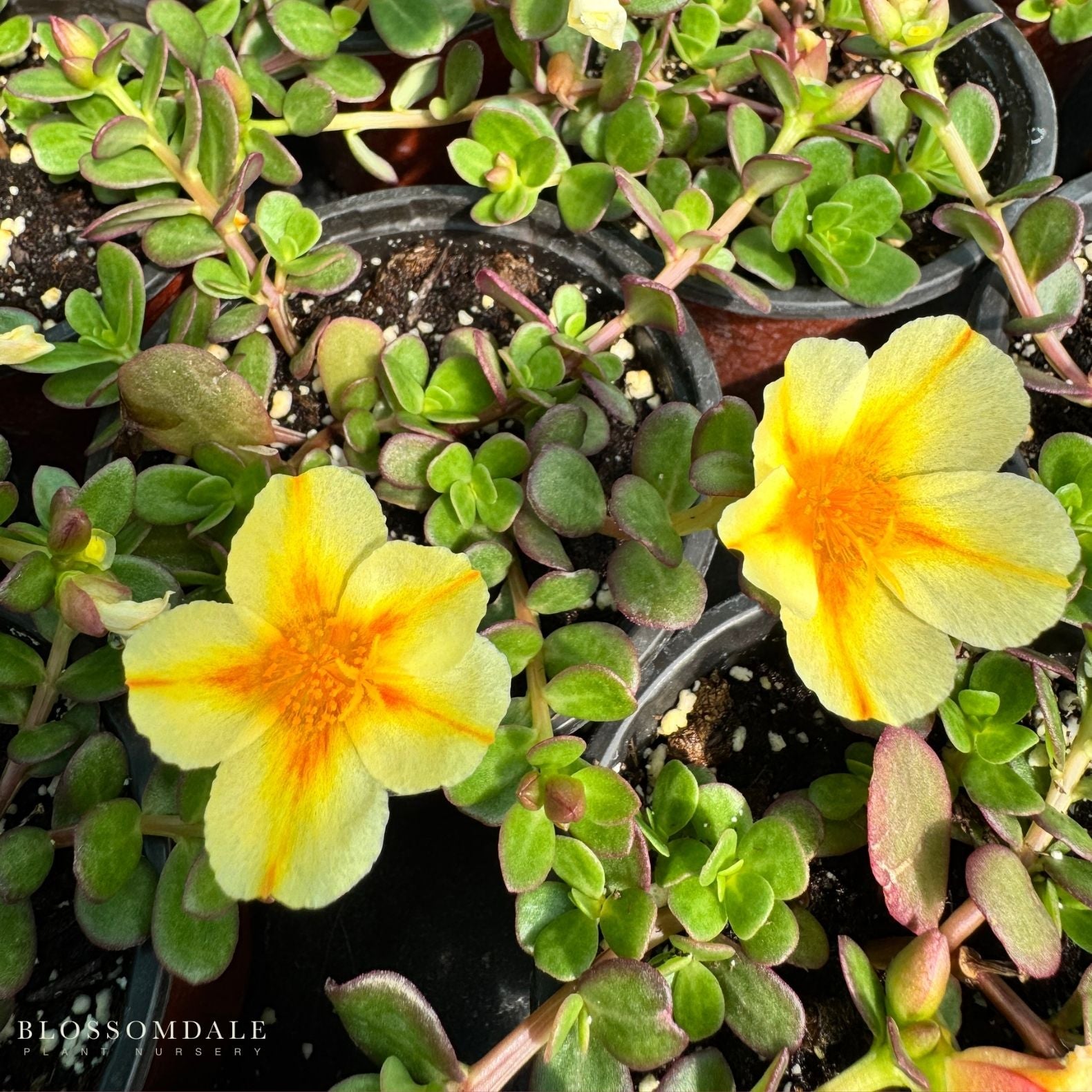 Portulaca 'Seaglass Orange Shandy'