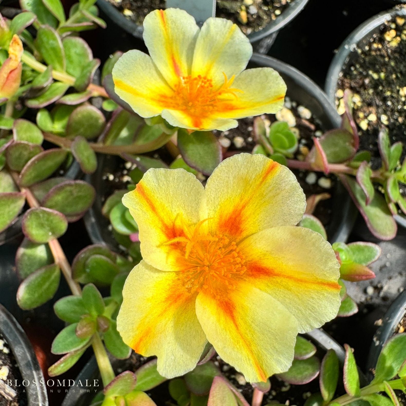 Portulaca 'Seaglass Orange Shandy'