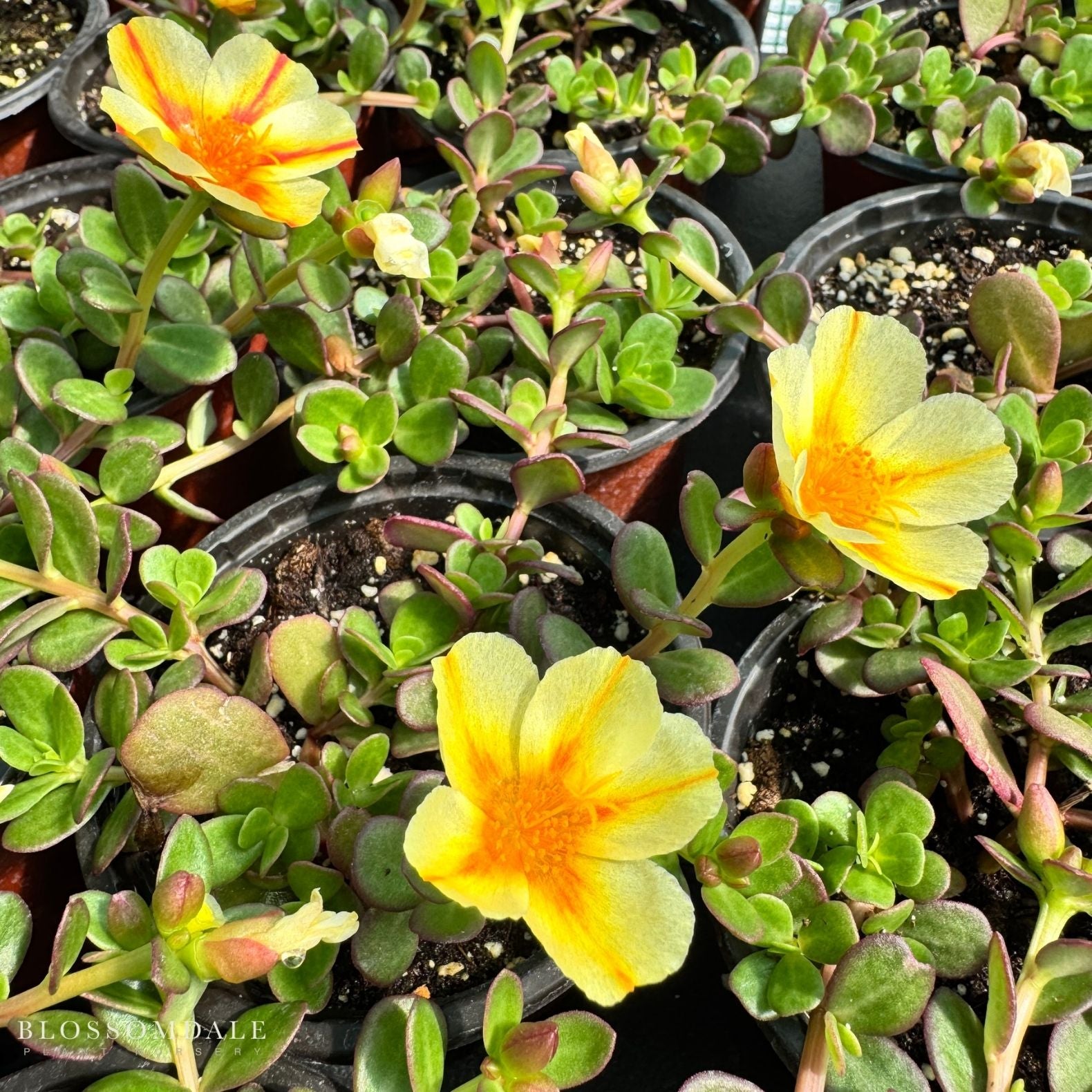 Portulaca 'Seaglass Orange Shandy'
