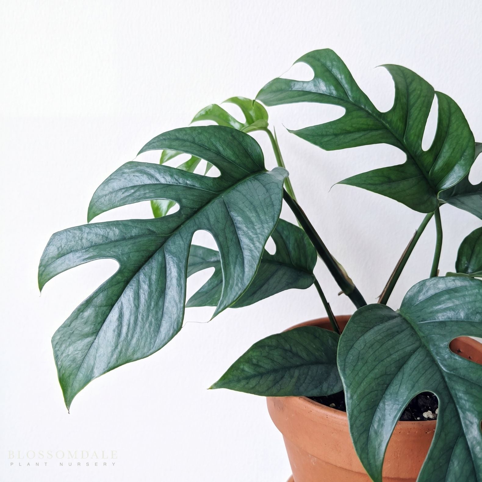Pothos 'Baltic Blue'