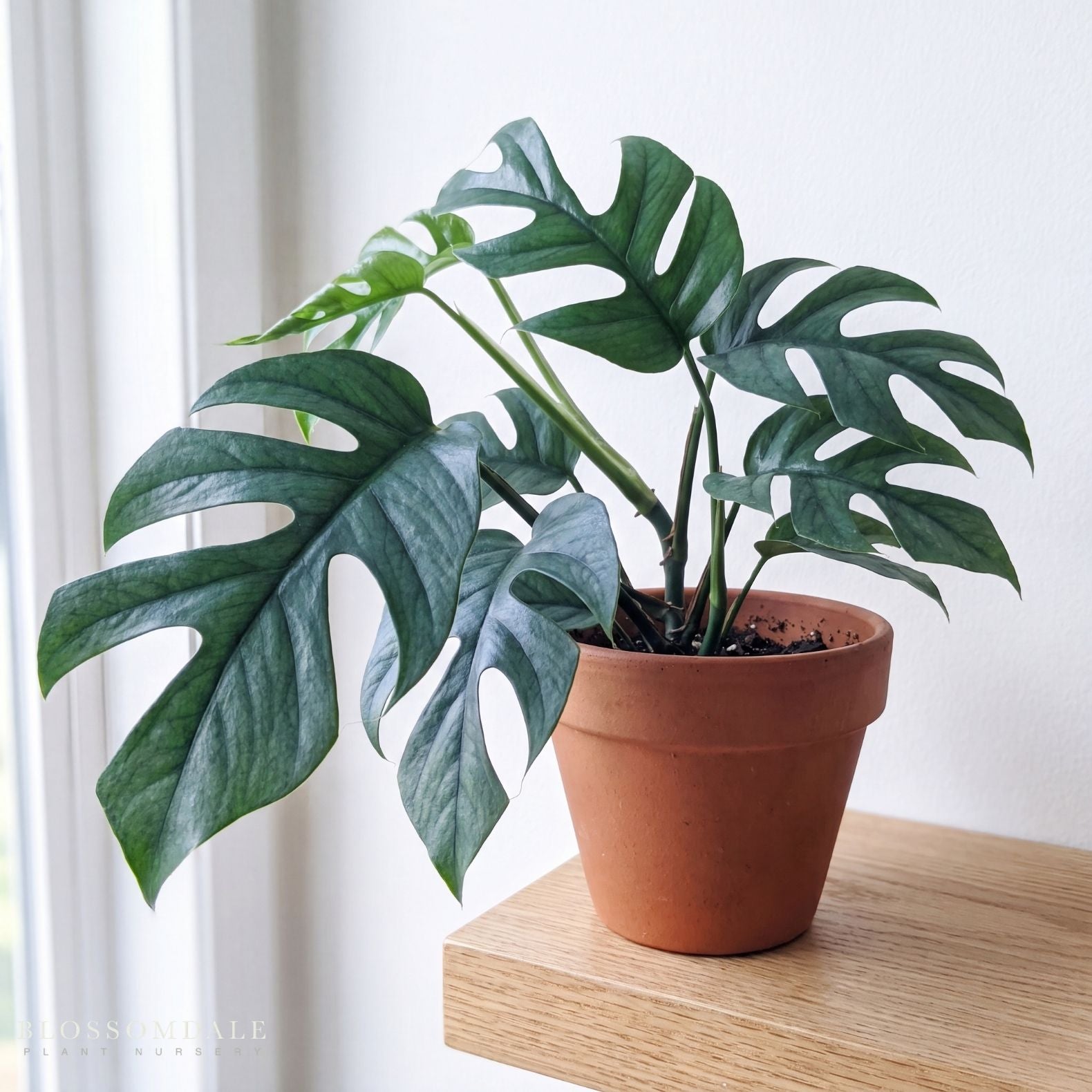 Pothos 'Baltic Blue'