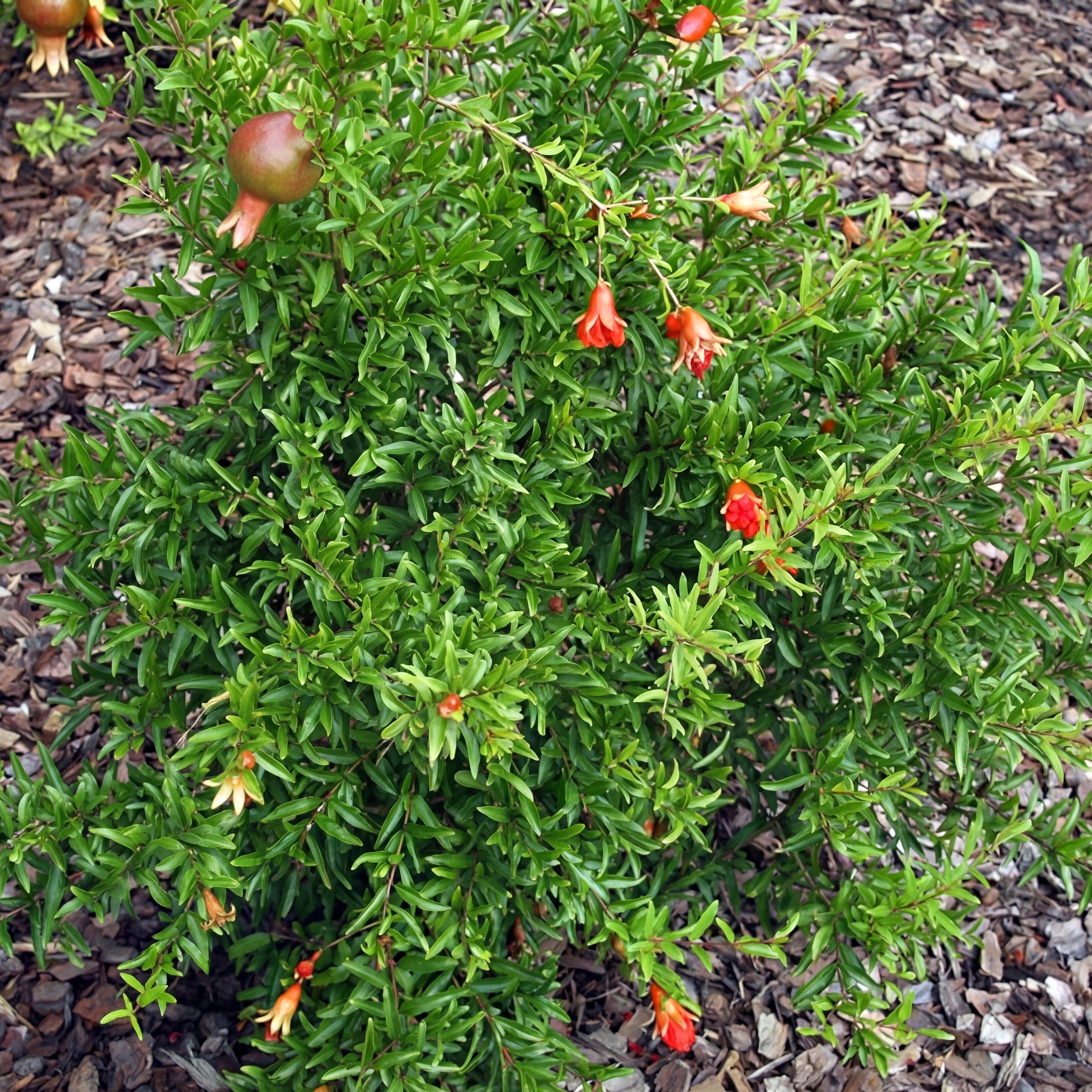 Pomegranate 'Dwarf Red'