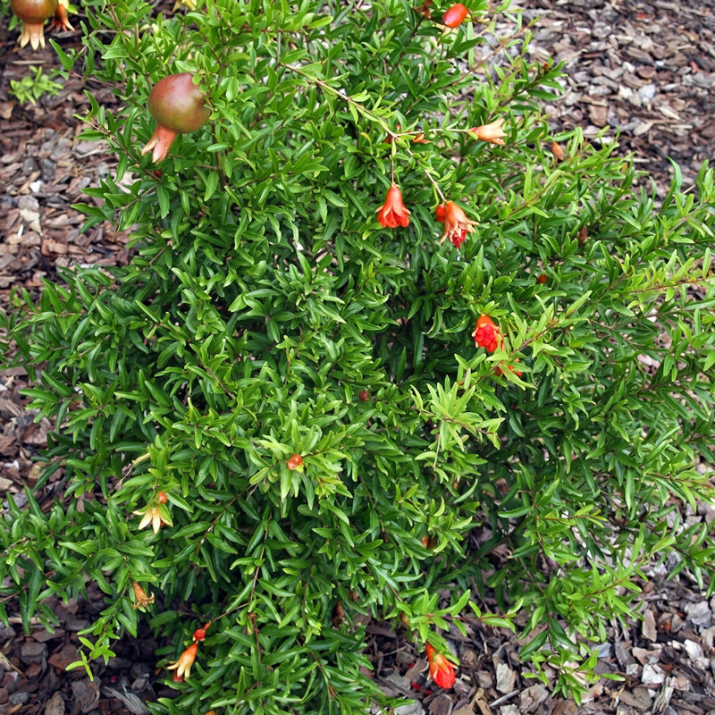 Pomegranate 'Dwarf Red'