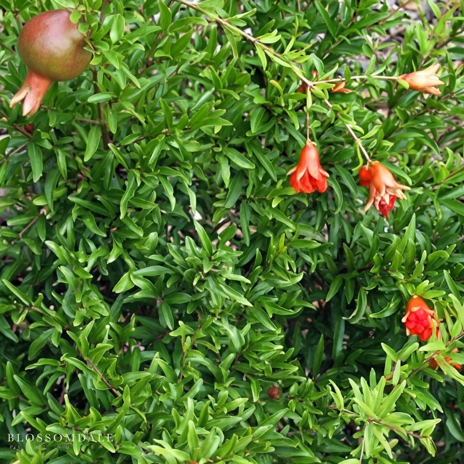 Pomegranate 'Dwarf Red'
