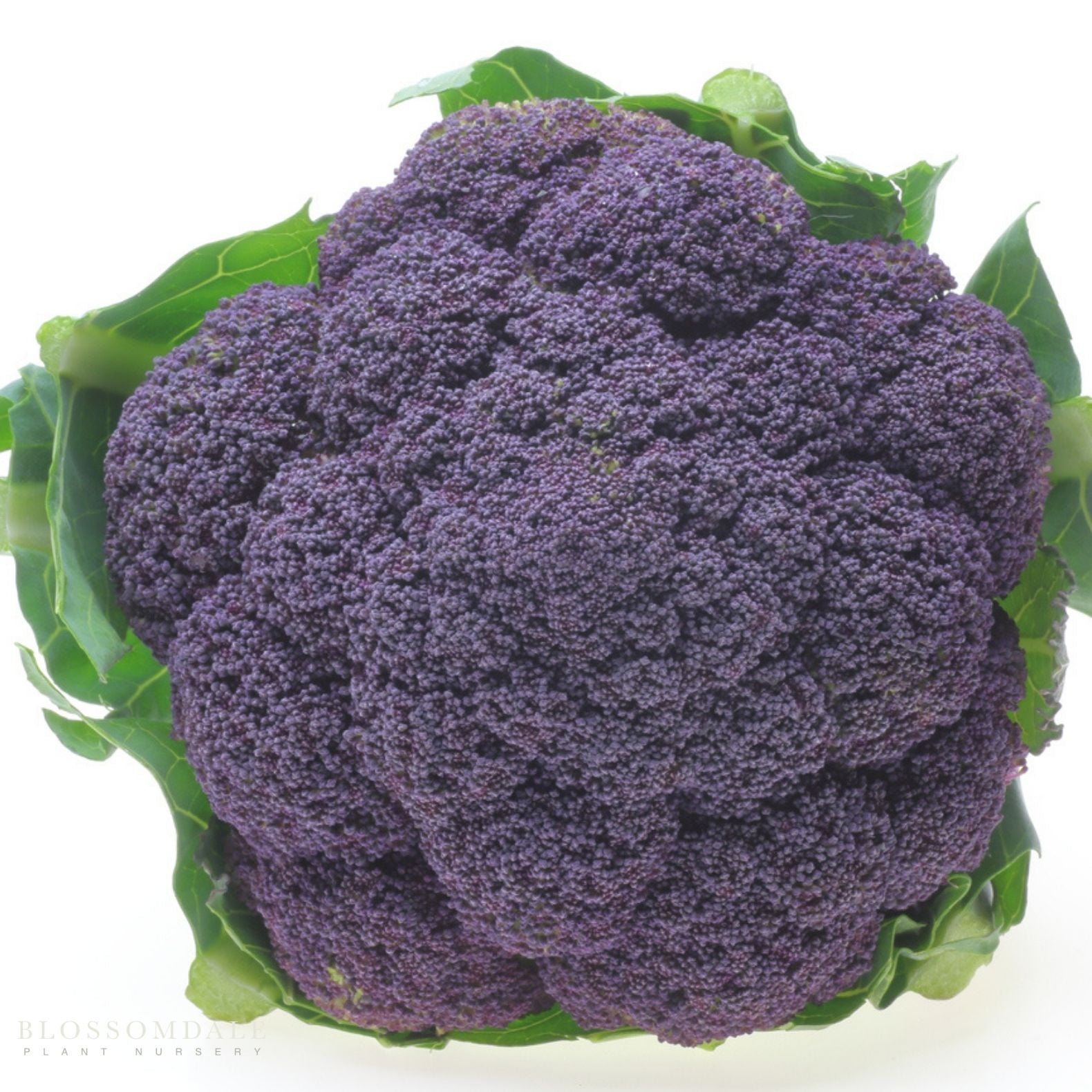 Purple Magic Broccoli Seeds