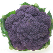 Purple Magic Broccoli Seeds