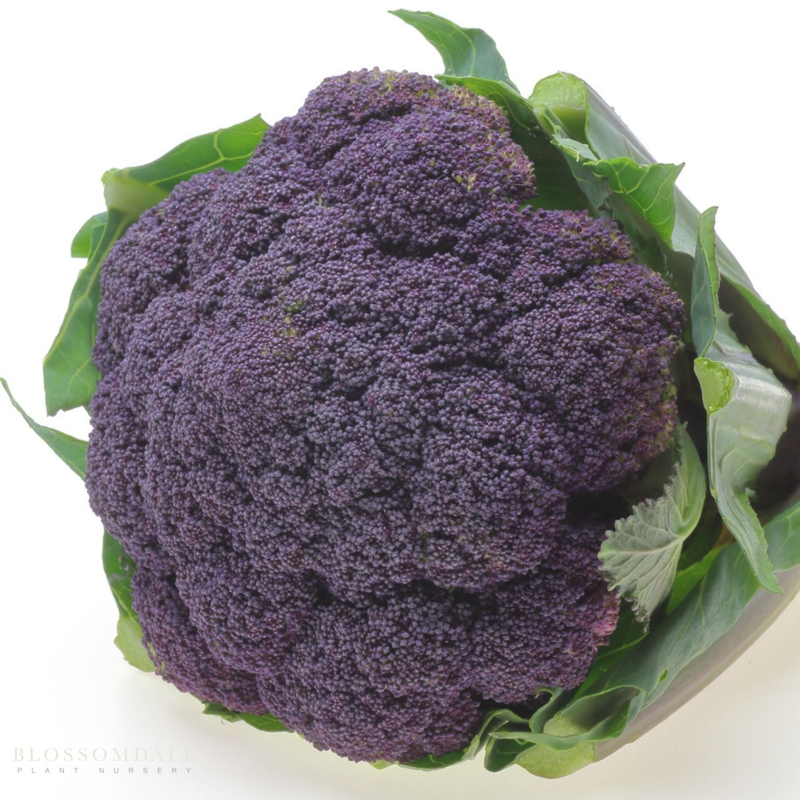 Purple Magic Broccoli Seeds