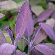 Purple Sage
