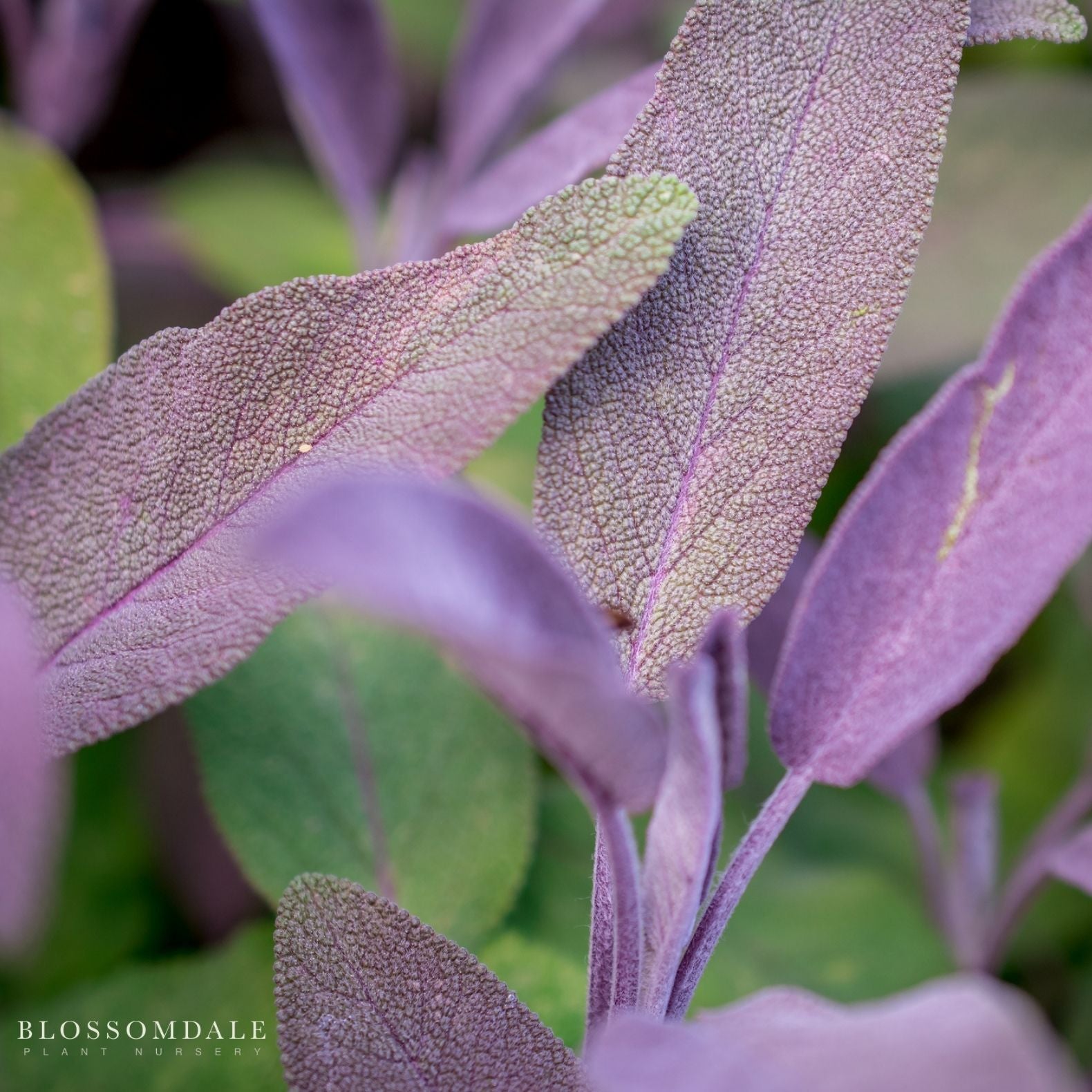 Purple Sage